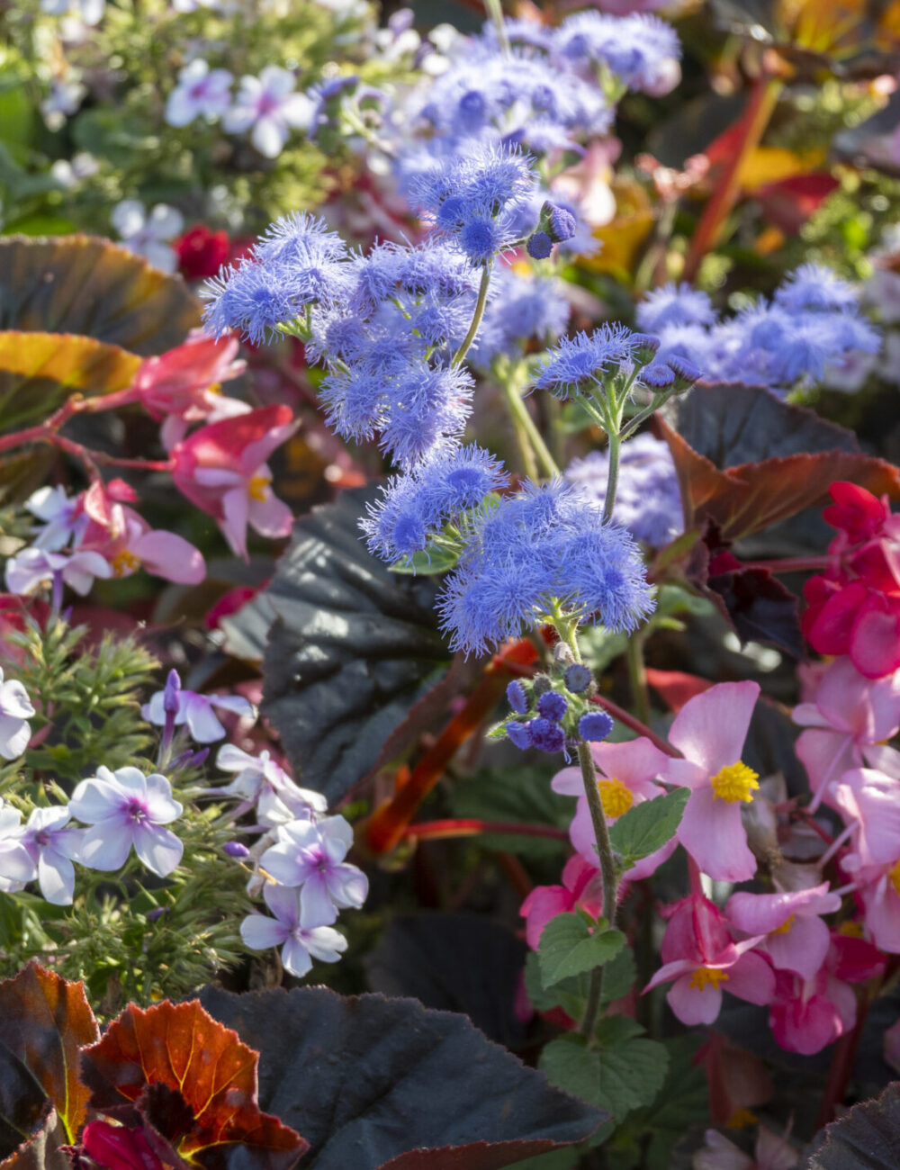 InstagramPost12_2nd_RandomFLowers_HimmatDhillon