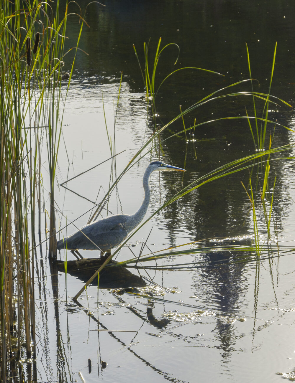 InstagramPost3_BlueHeron_HimmatDhillon