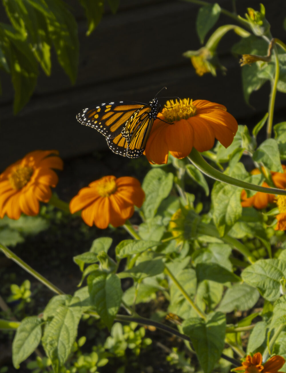 InstagramPost5_Butterfly_HimmatDhillon